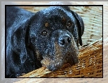 Rottweiler, Koszyk